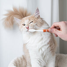 person brushing cat's teeth